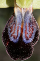 Ophrys fusca iricolor