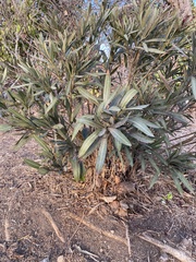 Nerium oleander