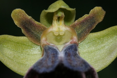 Ophrys fusca iricolor
