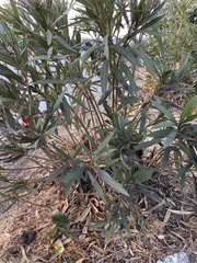 Nerium oleander