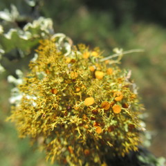Teloschistes exilis