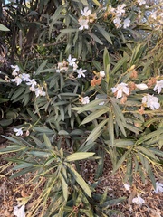 Nerium oleander