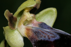 Ophrys fusca iricolor