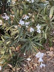 Nerium oleander
