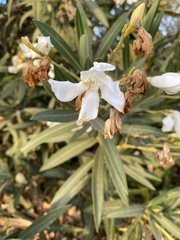 Nerium oleander