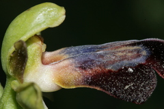 Ophrys fusca iricolor