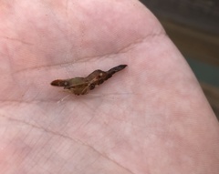 Leander tenuicornis