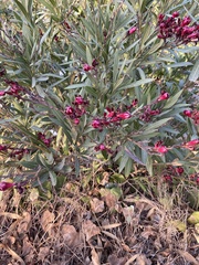 Nerium oleander
