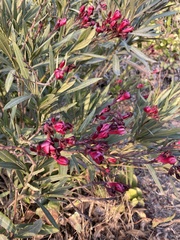 Nerium oleander