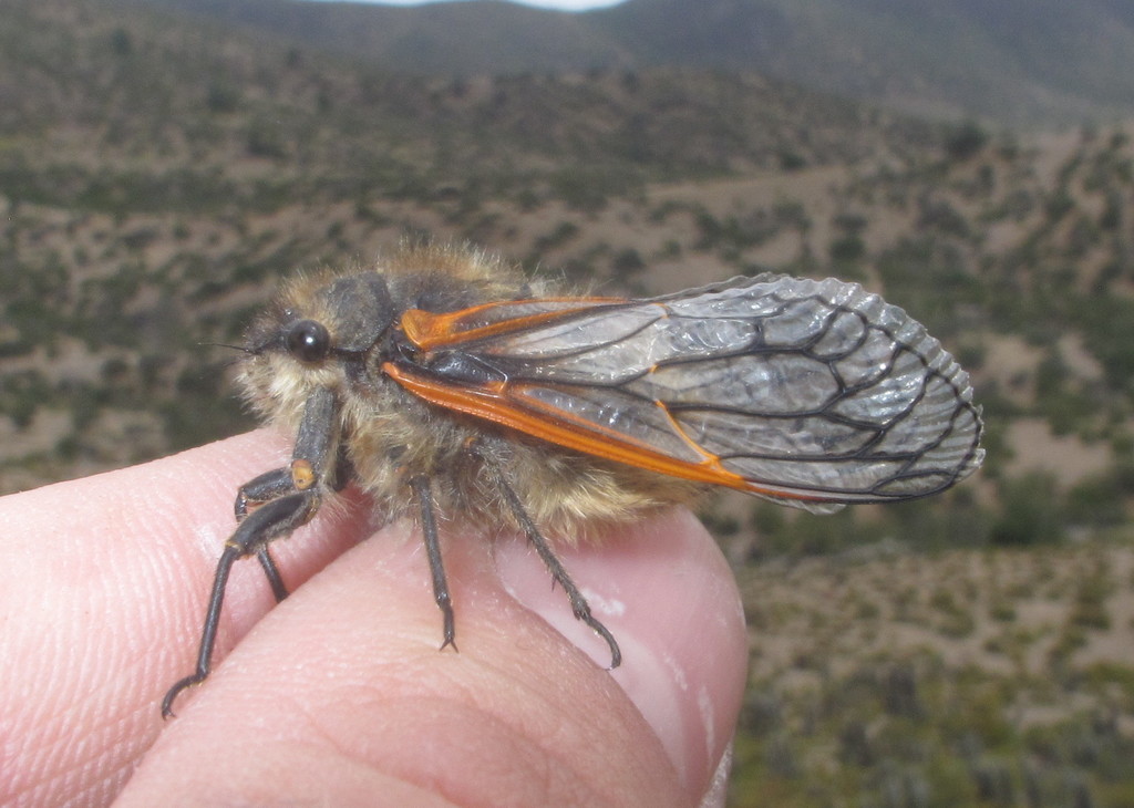Tettigades auropilosa
