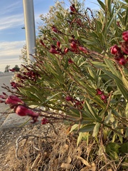 Nerium oleander