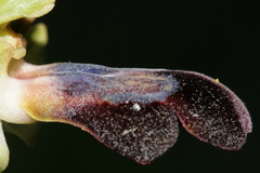 Ophrys fusca iricolor