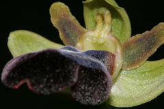 Ophrys fusca iricolor