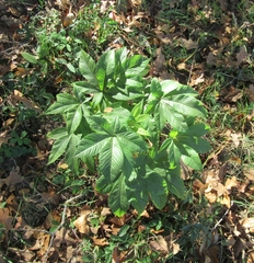 Aesculus glabra arguta