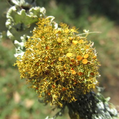 Teloschistes exilis