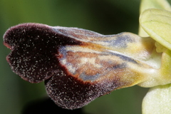 Ophrys fusca iricolor