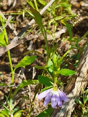 Scaevola aemula