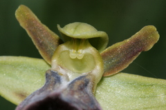 Ophrys fusca iricolor