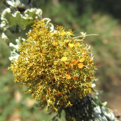 Teloschistes exilis