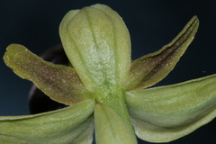 Ophrys fusca iricolor