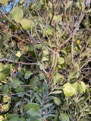 Magnoliopsida