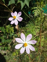 Cosmos pacificus