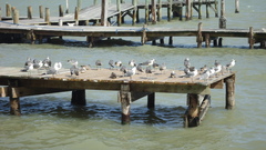 Leucophaeus atricilla