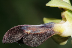 Ophrys fusca iricolor