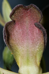 Ophrys fusca iricolor
