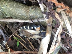 Spartocera alternata