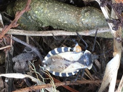 Spartocera alternata