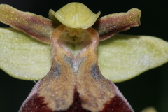 Ophrys fusca iricolor
