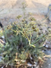 Foeniculum vulgare