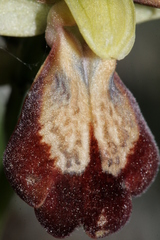 Ophrys fusca iricolor