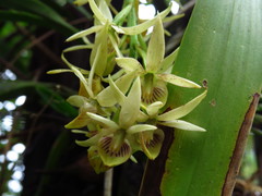 Prosthechea trulla