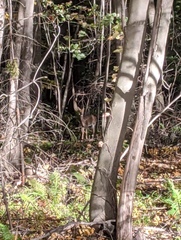 Odocoileus virginianus