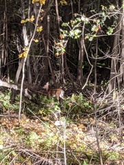 Odocoileus virginianus