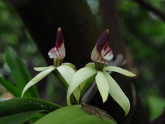 Prosthechea trulla