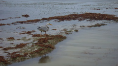 Ardea herodias occidentalis × wardi