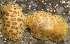 Peltodoris mullineri