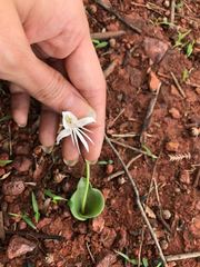 Habenaria grandifloriformis