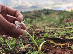 Habenaria grandifloriformis