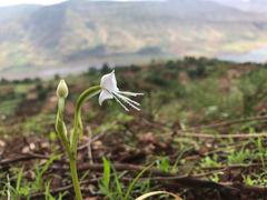 Habenaria grandifloriformis