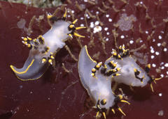 Polycera tricolor