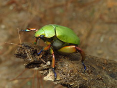 Chrysina adolphi