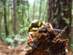 Chrysina adolphi