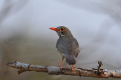 Turdus libonyana peripheris