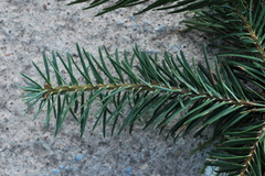 Abies durangensis