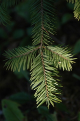 Abies durangensis