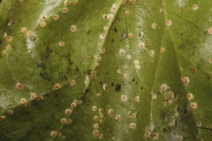 Aspidiotus hedericola